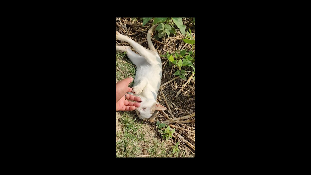 Cute cats playing with finger trying to bite🥶😱