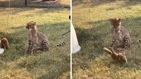 Lazy cheetah chooses snoozing over sprinting