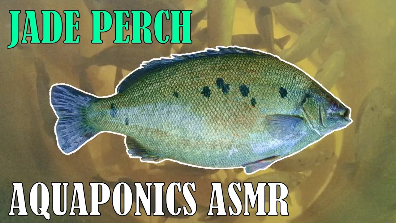 Jade Perch ASMR