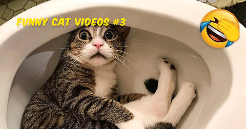 Funny Cat Fails | Funny Cat Compilation