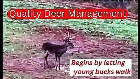 quilty deer management