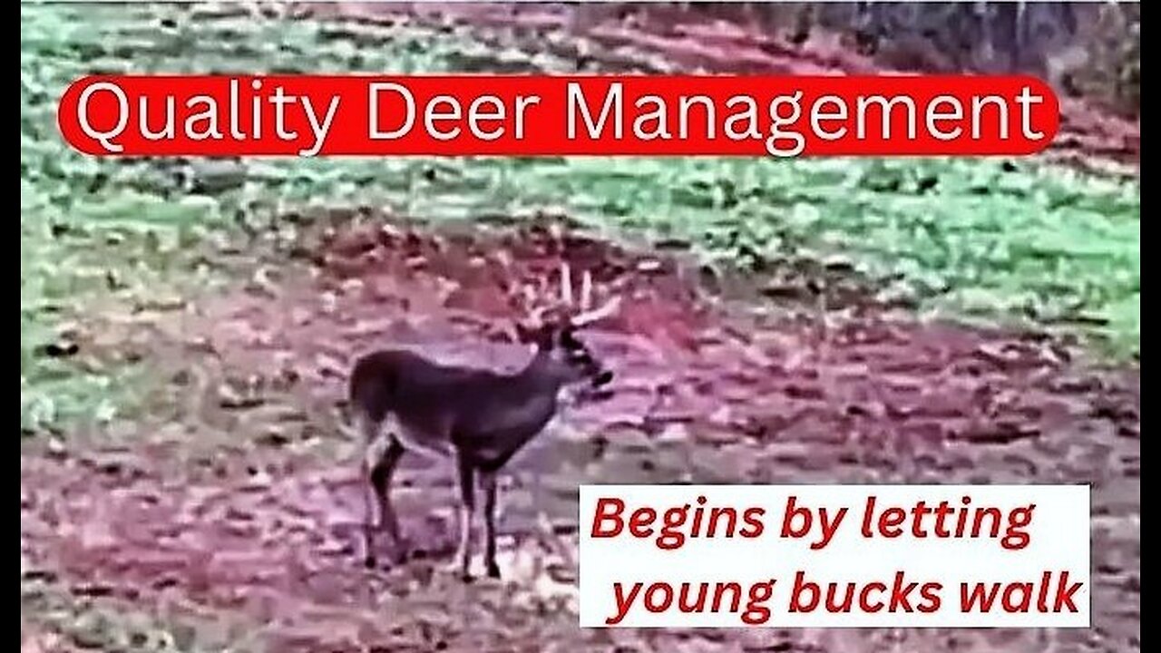 quilty deer management