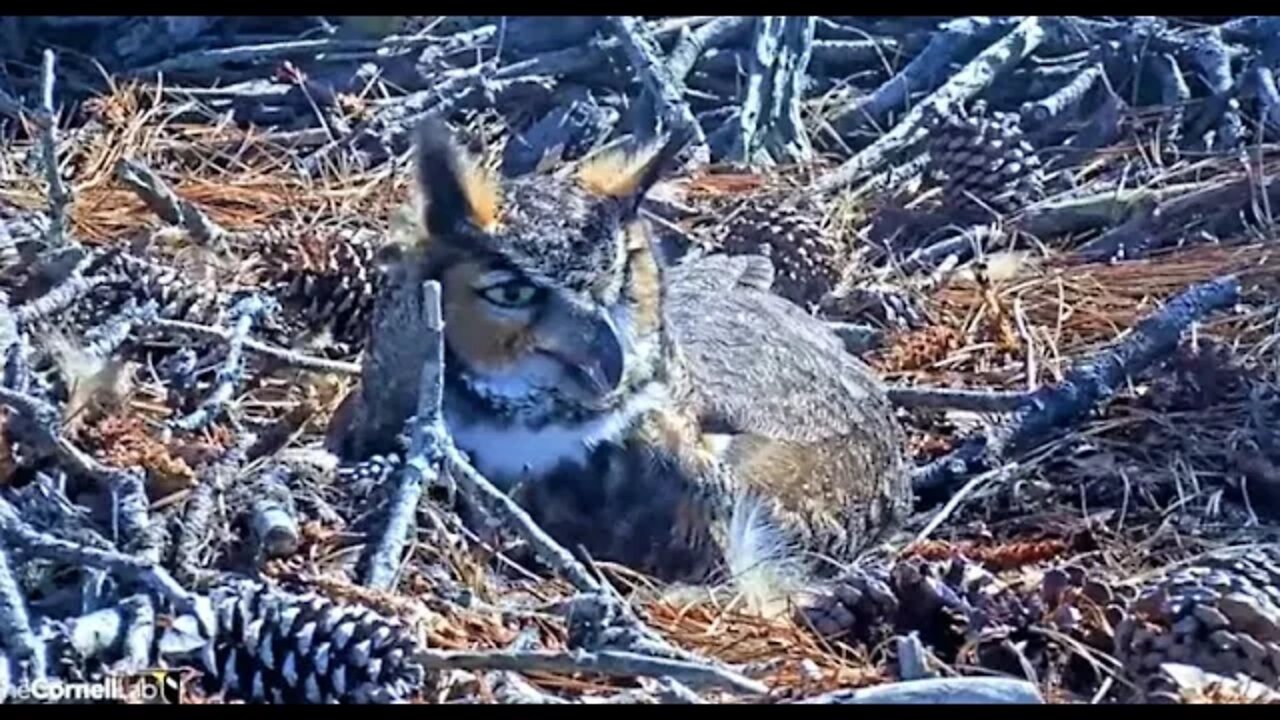 Close-up of Gular Fluttering 🦉 2/16/22 14:39