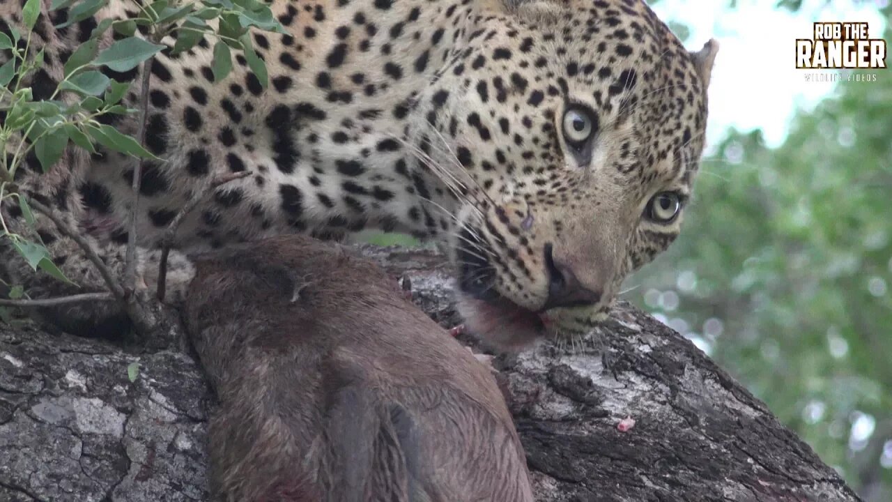 Male Leopard With A Wildebeest Calf In A Tree