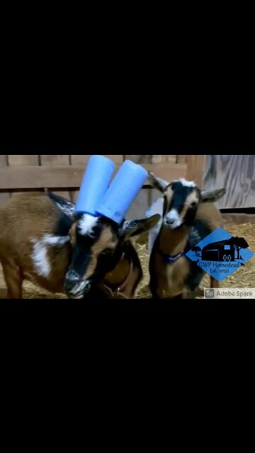 When your horn privileges get revoked #shorts