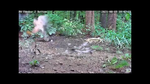 Dove escapes hawk!
