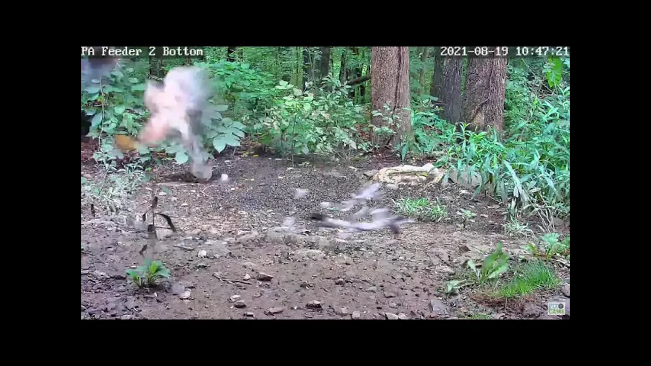 Dove escapes hawk!