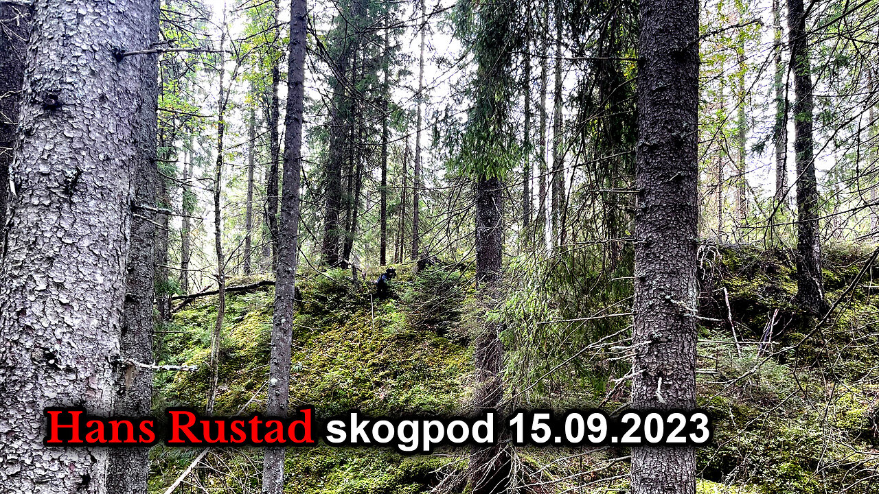 Skogpod 15. september 2023