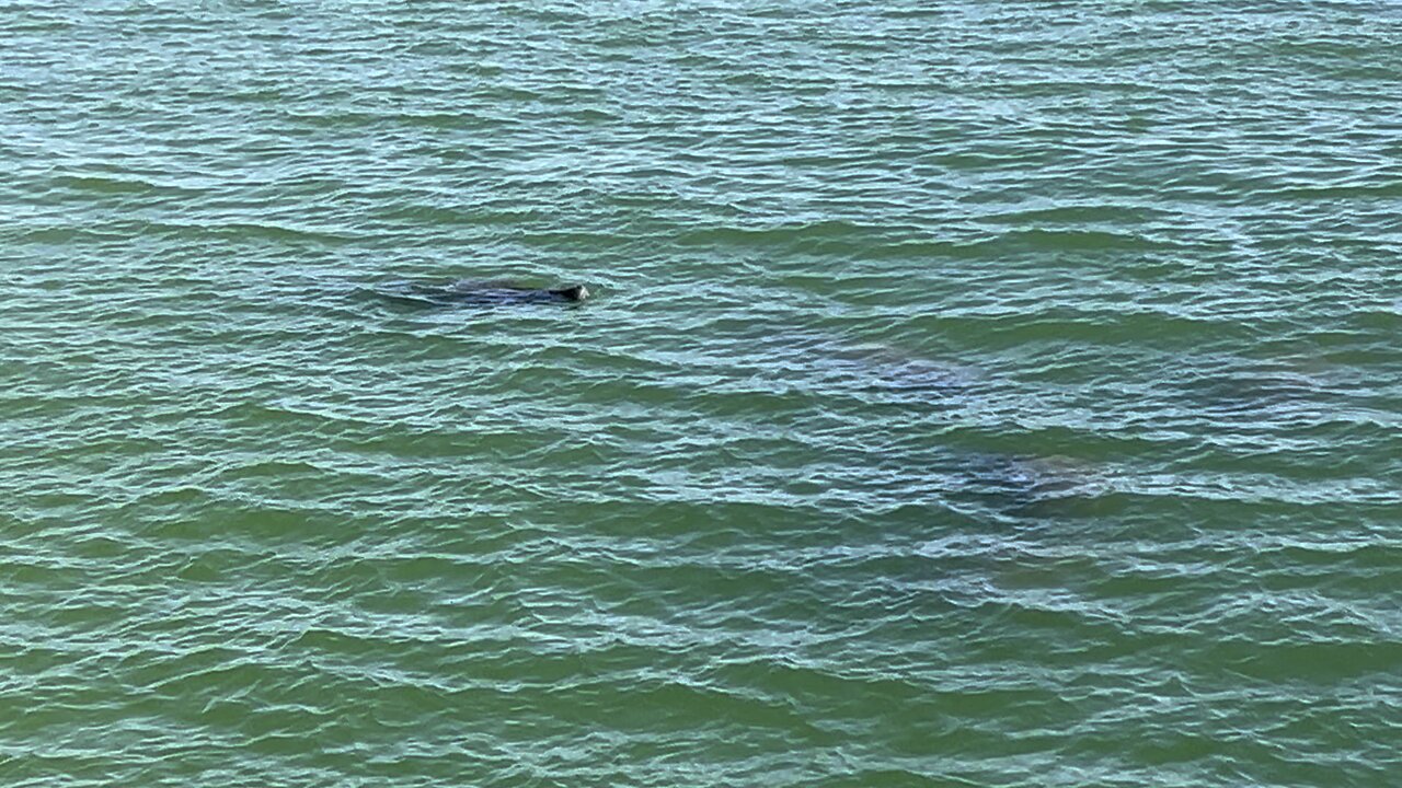 Manatees at Fort De Soto May 23 2024