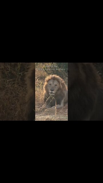 Maasai Mara Sightings Today 07/08/22 (Lions, Cheetah, etc) | Zebra Plains | #shorts