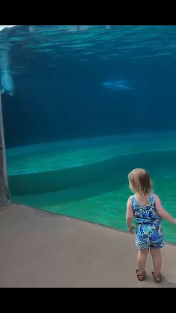 EVERYONE should MAKE time for 50 seconds of a cute girl and a dolphin video