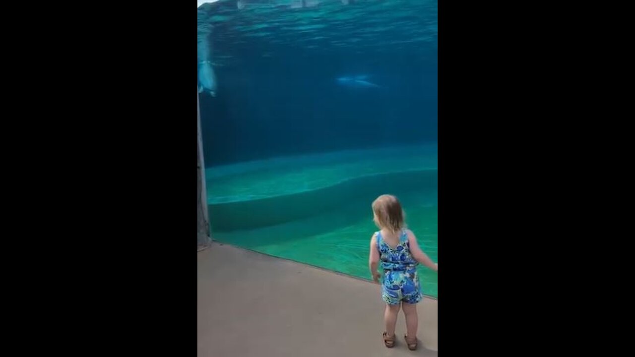 EVERYONE should MAKE time for 50 seconds of a cute girl and a dolphin video