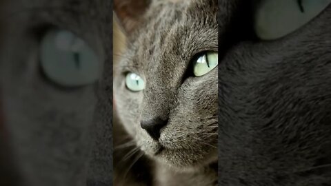 Russian blue hypoallergenic cats, Funny cute cats, #Shorts, Funny Cute Pets Lovers