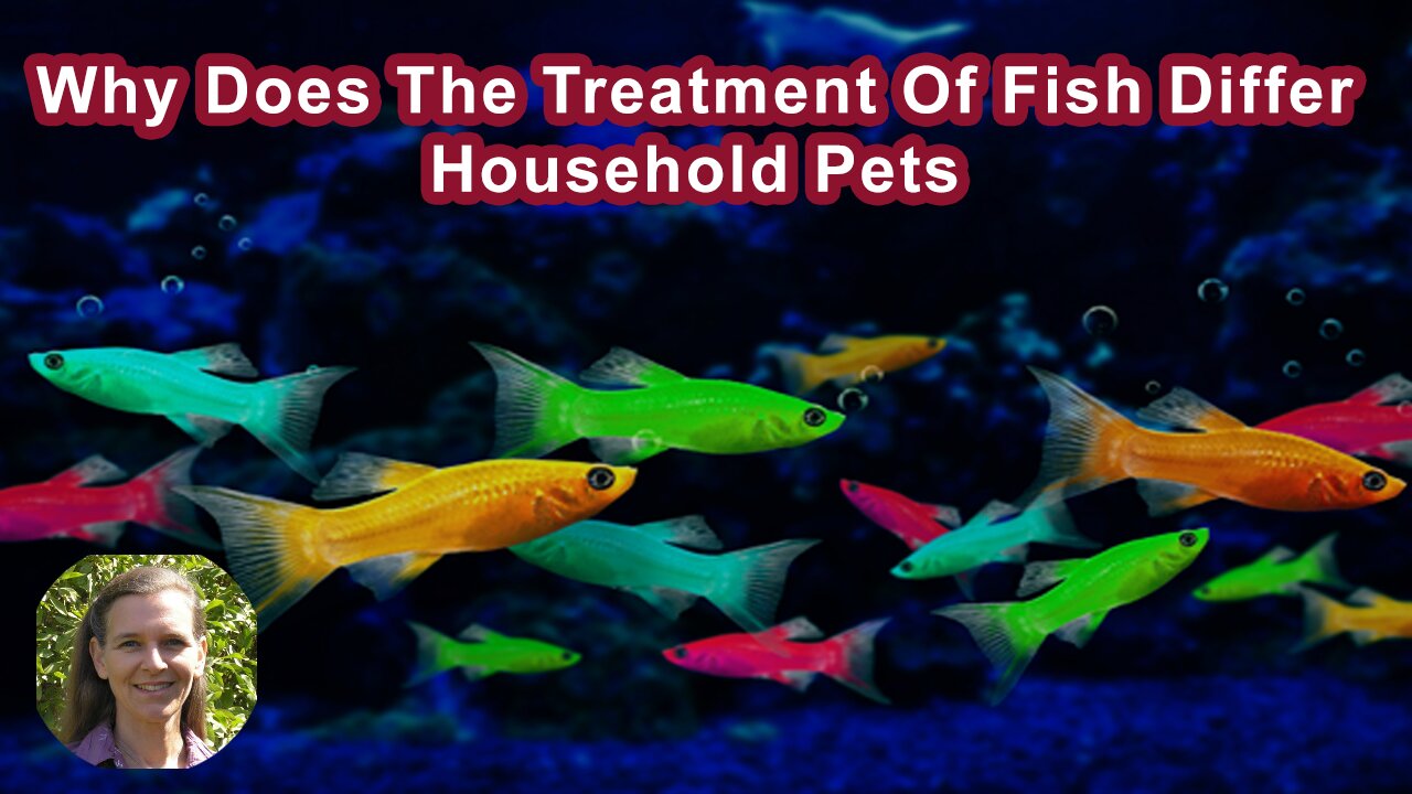 Why Does The Treatment Of Fish Differ From Treatment Of Household Pets?