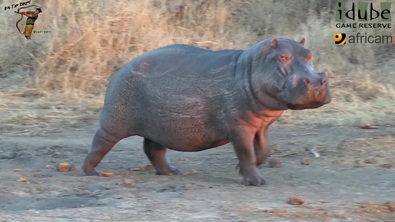 Hippo Runs To Water