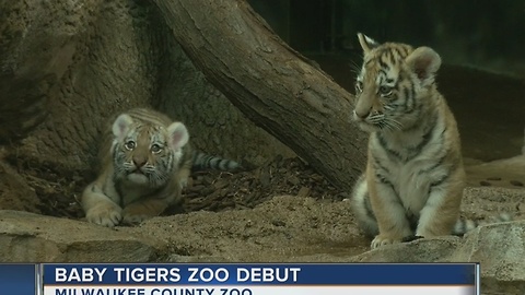 Milwaukee Zoo's new tiger cubs now on display