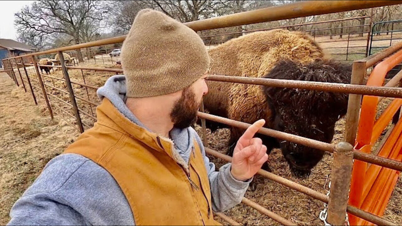 how to raise animals in cold weather North America