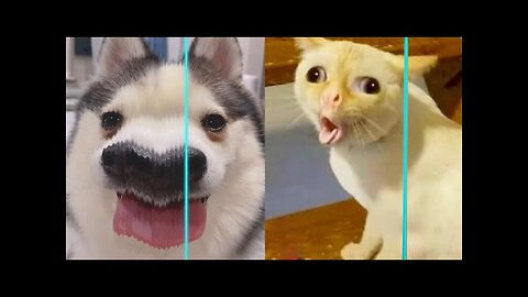 JOKES WITH ANIMALS / Funny Cats / Dogs / Funny Animals