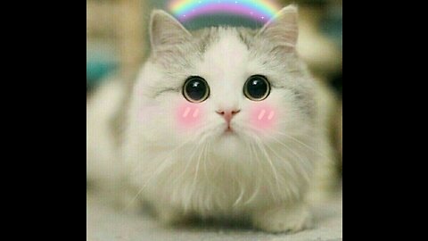 Cute Animals for When You are Stressed