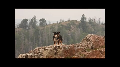 Call Of The Wild