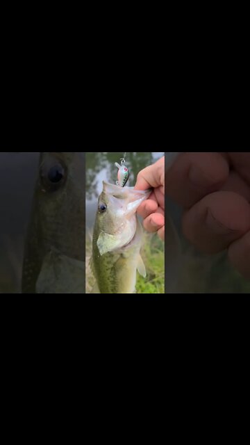 Catching bass on TINY crankbait! Full video on my channel. #FinTherapy #crankbait #largemouthbass
