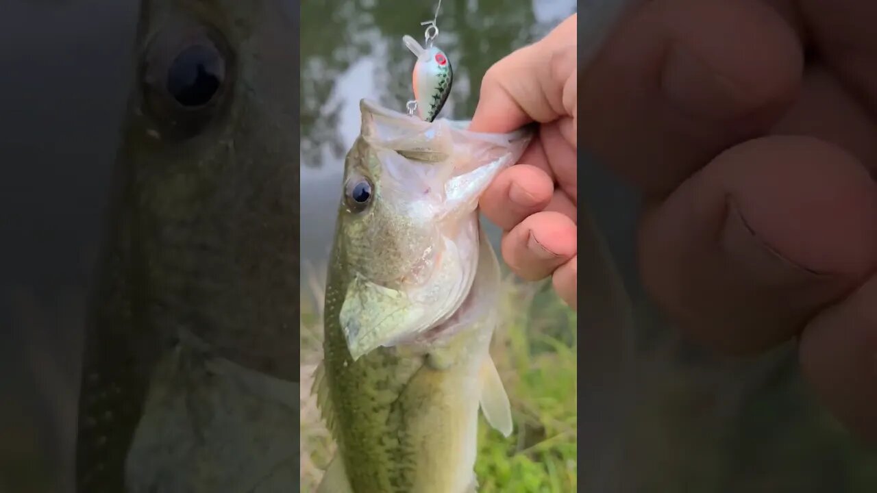 Catching bass on TINY crankbait! Full video on my channel. #FinTherapy #crankbait #largemouthbass