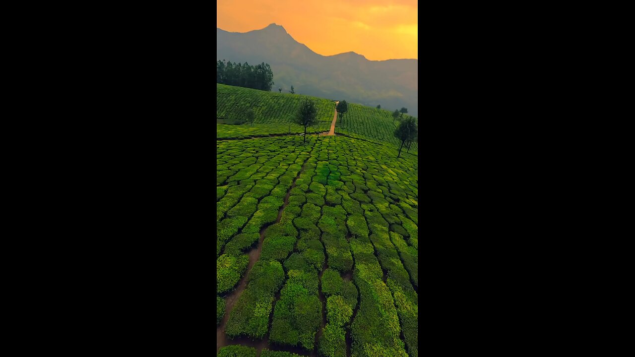 Exploring Munnar from a whole new perspective