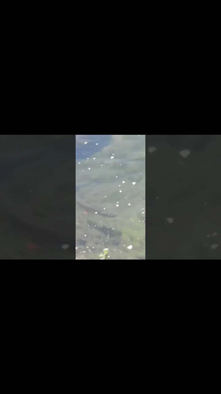 Hard to beat Cutthroats and Dry Flies! #fishing #flyfishing #dryfly #shorts