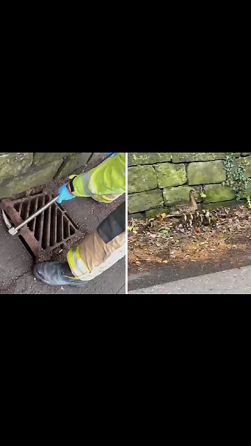 Firefighters rescue 7 ducklings from storm drain