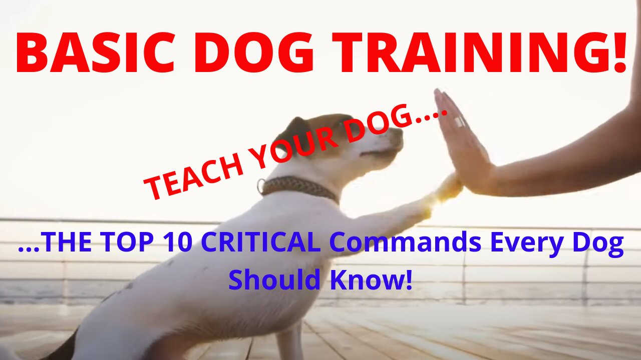 Basic Dog Training – TOP 10 CRITICAL Commands Every Dog Should Know!