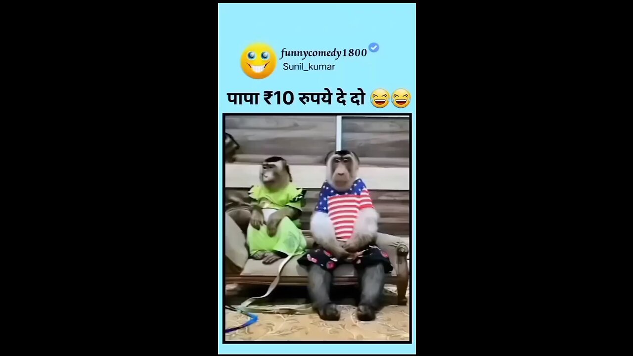 funny videos