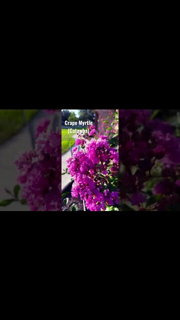 Crape Myrtle Catawba