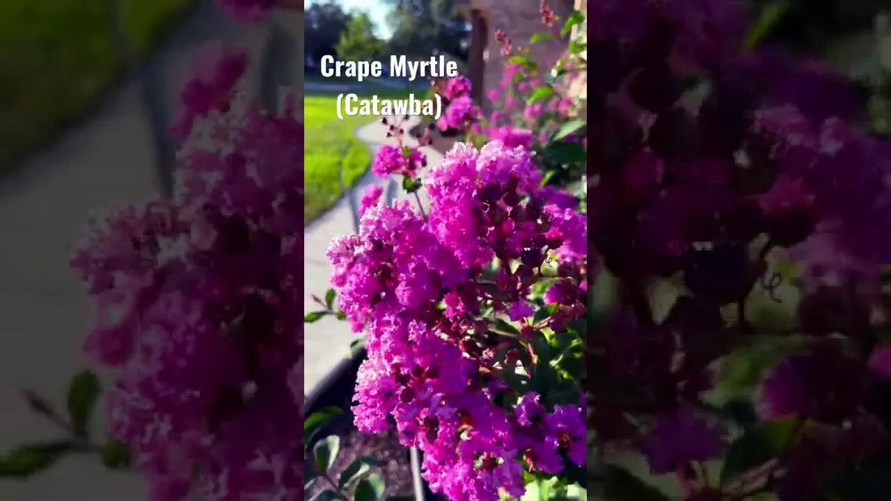 Crape Myrtle Catawba