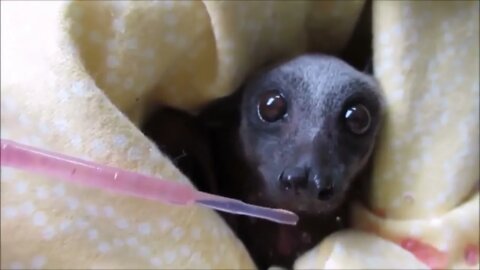 Bats are not rodents
