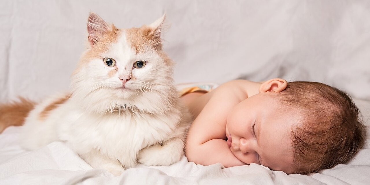 Cat saved a baby...