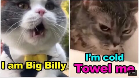 Cat’s talking, these cats can speak english better than hooman