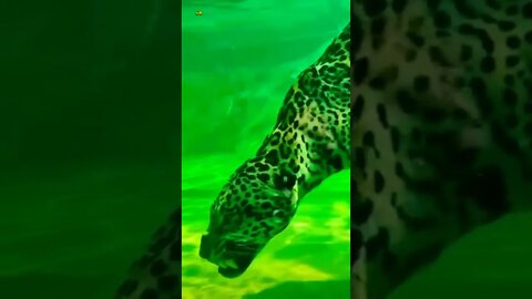 نمر تحت الماء tiger under water