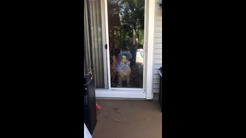 Golden retrievers wanting to swim