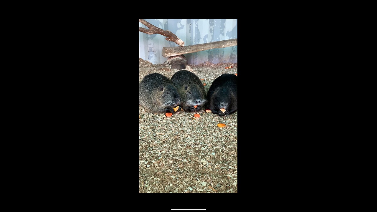 Three nutrias are enjoying carrots.