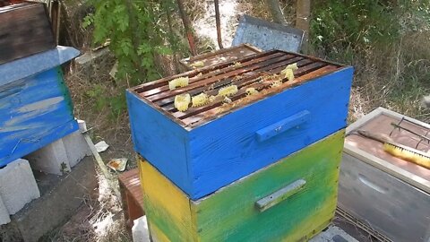 Passage en ruche des abeilles de la planche. C'est gavé d'abeilles.