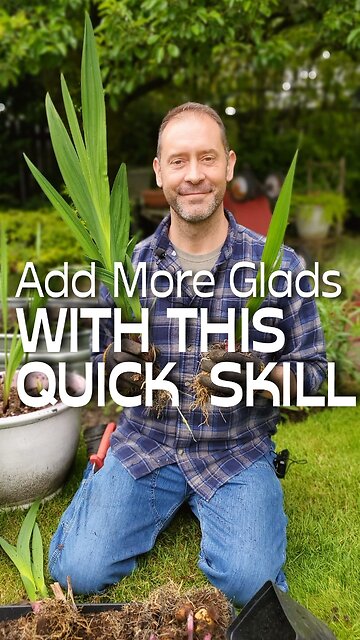 How to Separate and Transplant Gladiolus Bulbs