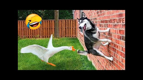 Animals Getting Scared Over Nothing 😂 [Funny Pets] | Pets Island