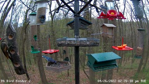 Female Pileated Woodpecker (brown wing feathers)