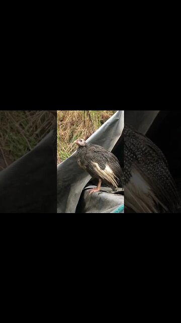8 week old guinea fowl keet with huge feet . Think it’s a boy
