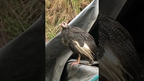 8 week old guinea fowl keet with huge feet . Think it’s a boy