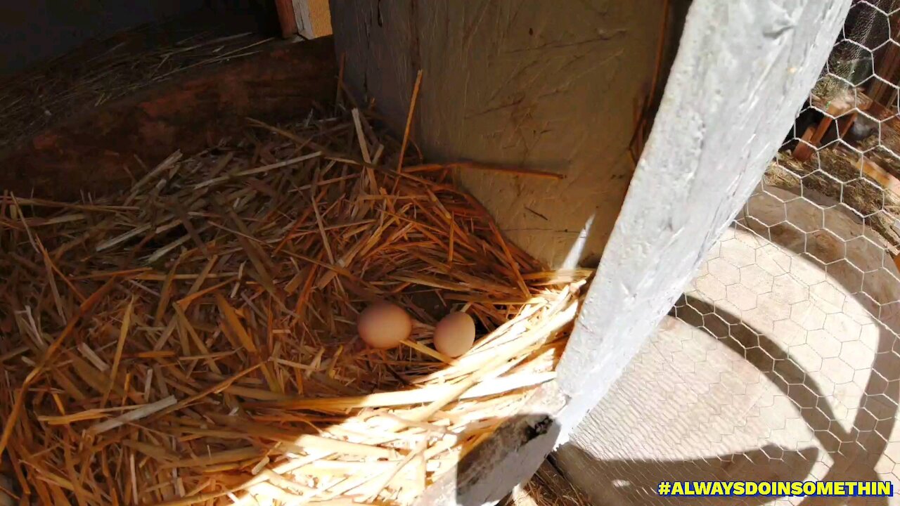 Eggs in Hen House