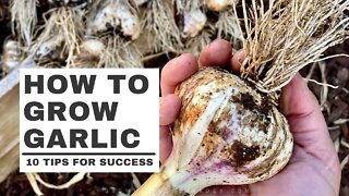 HOW to PLANT and GROW GARLIC plus TIPS for growing garlic in HOT CLIMATES