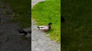 Up Close with a cute Duck