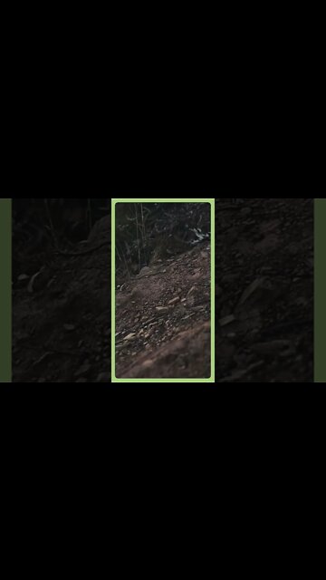 Back Up Boobook - Highlights D