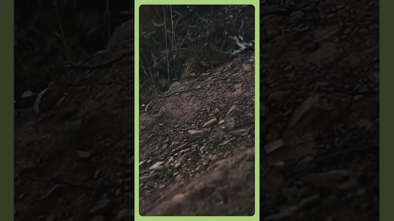 Back Up Boobook - Highlights D